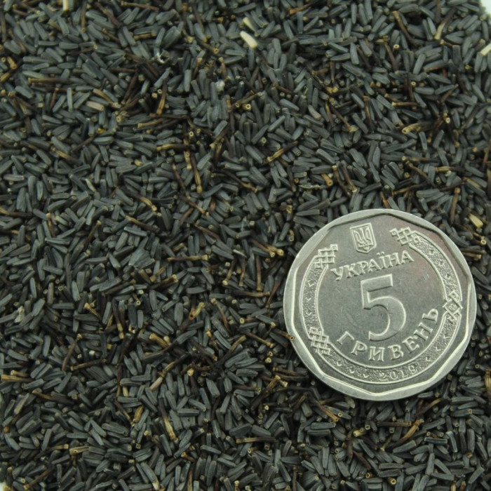 Rudbeckia seeds «Marmalade»