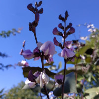 Насіння доліхосу фіолетового 