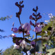 Dolichos seeds «Purple garland»