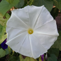 Семена ипомеи «Гигант белый»