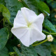 Ipomoea seeds «Giant white»