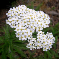 Yarrow seeds «White pearls»