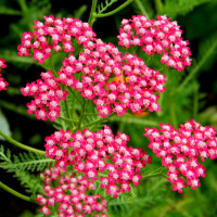 Yarrow seeds «Red»