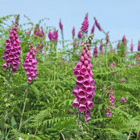 Семена наперстянки пурпурной «Эксельсиор»