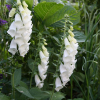 Foxglove seeds «Dalmatian white» 