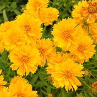 Calliopsis perennial «Yellow»