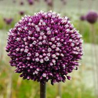 Allium seeds «Summer Drummer»