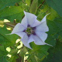 Семена датуры голубой