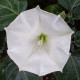 Datura white seeds «Troubadour»