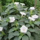 Datura white seeds «Troubadour»