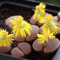 Семена литопса «Меркурий»