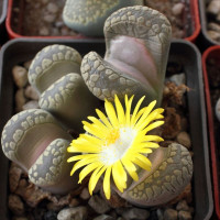 Lithops seeds «Jupiter»