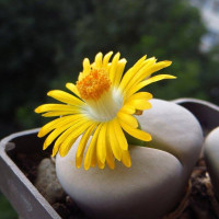 Семена литопса «Луна»