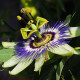 Maypop, purple passionflower seeds