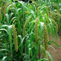 Foxtail millet seeds «Mogar» 