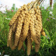 Foxtail millet seeds «Mogar» 