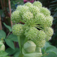 Семена дягиля лекарственного