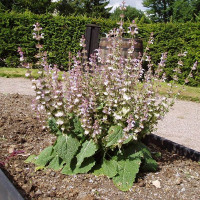 Семена шалфея мускатного