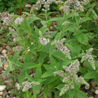 Насіння м'яти довголистої