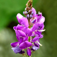 Canada tickclover seeds «Perseus»