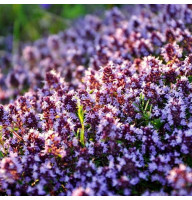 Thyme seeds «Fragrant»