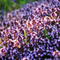 Насіння чебрецю «Запашний»