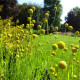 Семена земляничной травы (цефалофоры)