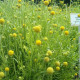 Насіння суничної трави (цефалофори)