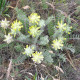 Astragalus dasyanthus seeds «Favorite»