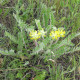 Astragalus dasyanthus seeds «Favorite»