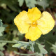 Yellow horned poppy seeds «Helios»