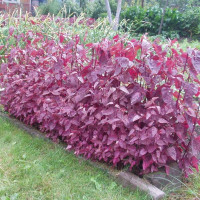 Garden red orache seeds