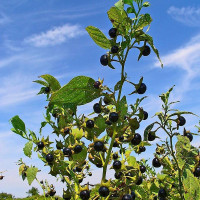 Семена беладонны «Красавка»