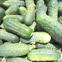 Cucumber seeds «Sphinx»