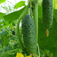 Cucumber seeds «Brave» F1