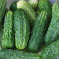 Cucumber seeds «Far Eastern»