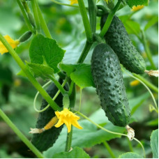 Cucumber seeds «Primus» F1