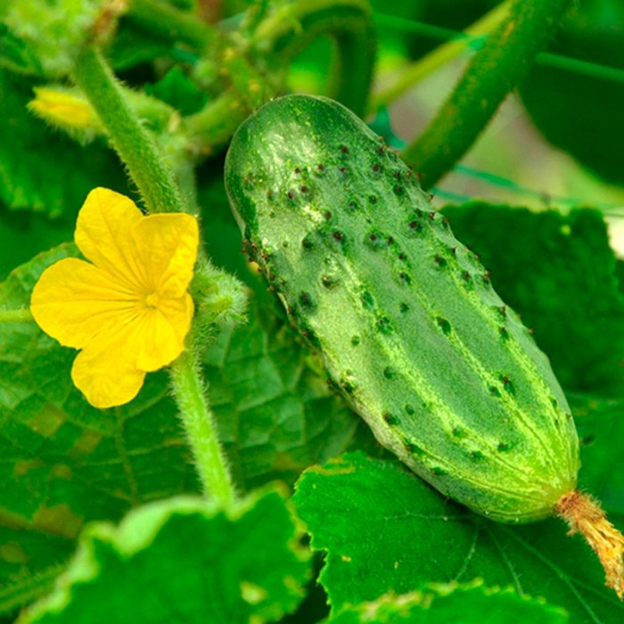 Cucumber seeds «Borovychok» F1