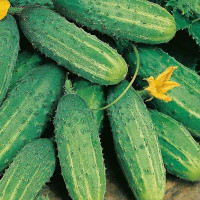 Семена огурца «Изид» F1