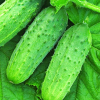Семена огурца «Конкурент»