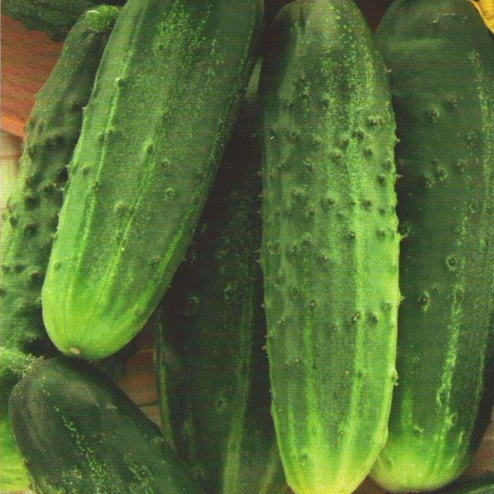 Cucumber seeds «Sunder» F1
