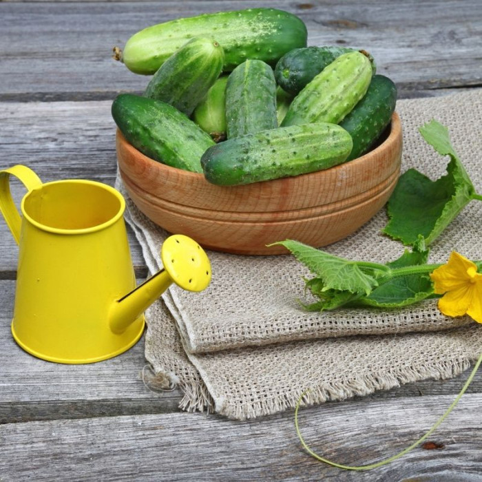 Cucumber seeds «Funny moths» F1