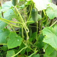 Насіння огірка «Хлопчик з пальчик» F1