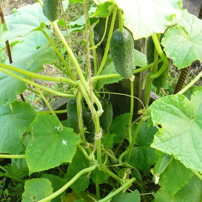 Cucumber seeds «Tom Thumb» F1