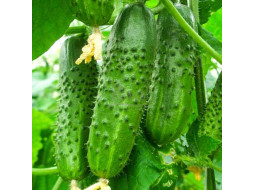 Cucumber seeds «Nijinsky»
