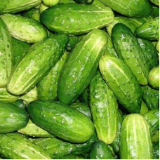 Cucumber seeds «Funny notes» F1