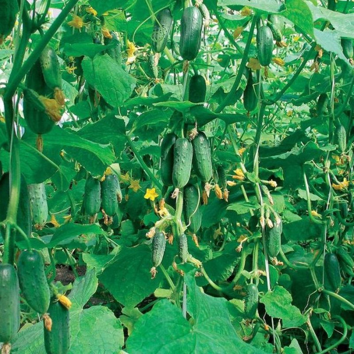 Cucumber seeds «Gdansk Spring» F1