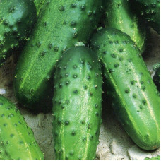 Cucumber seeds «Odis» F1