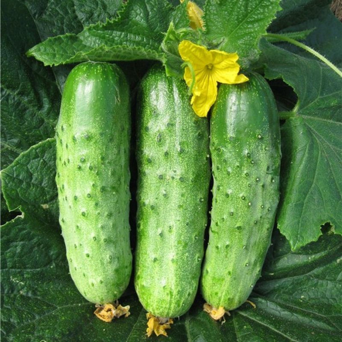 Cucumber seeds «Fly of butterfly» F1