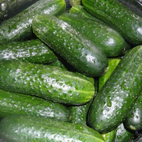 Cucumber seeds «Salting»